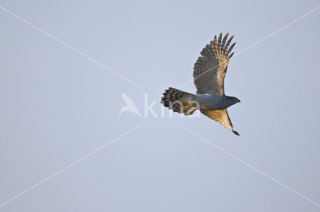 Havik (Accipiter gentilis)