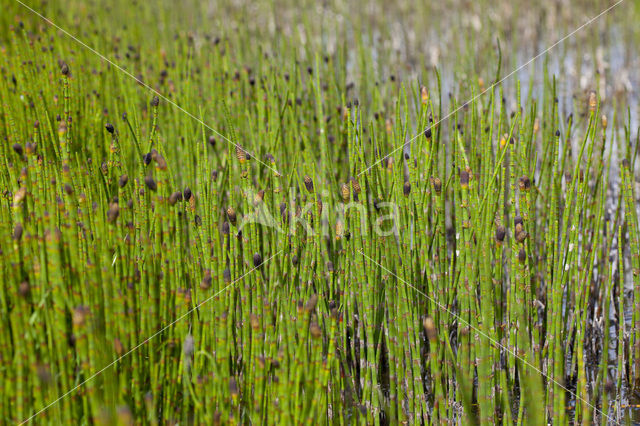 Holpijp (Equisetum fluviatile)