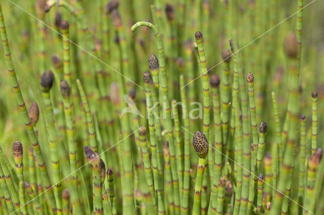 Holpijp (Equisetum fluviatile)