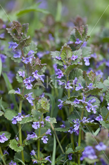 Hondsdraf (Glechoma hederacea)