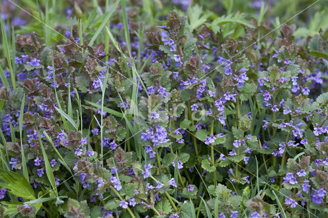 Hondsdraf (Glechoma hederacea)