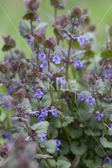 Hondsdraf (Glechoma hederacea)