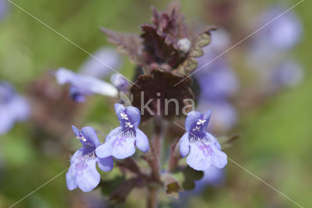 Hondsdraf (Glechoma hederacea)