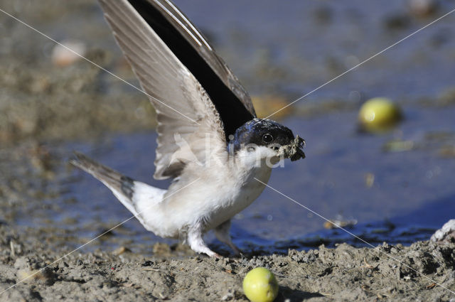 Huiszwaluw (Delichon urbicum)