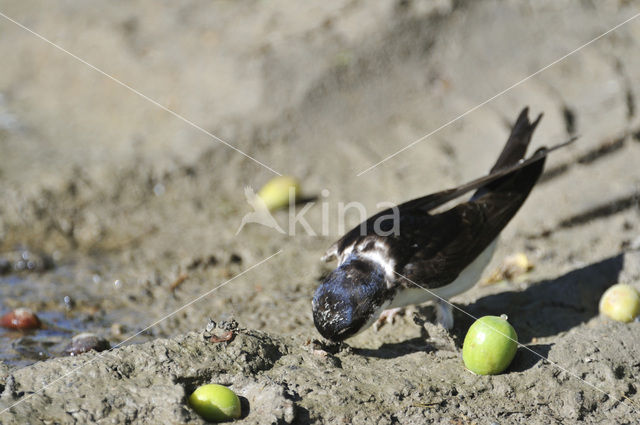 Huiszwaluw (Delichon urbicum)