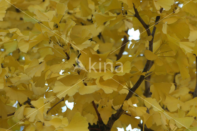 Japanse notenboom (Ginkgo biloba)