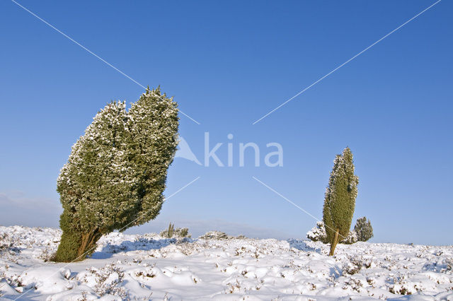 Jeneverbes (Juniperus communis)