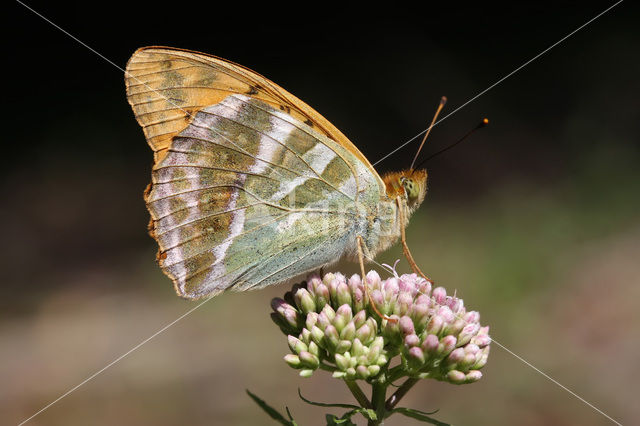 Keizersmantel (Argynnis paphia)