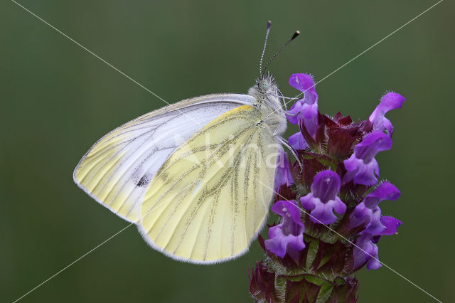 Klein geaderd witje (Pieris napi)