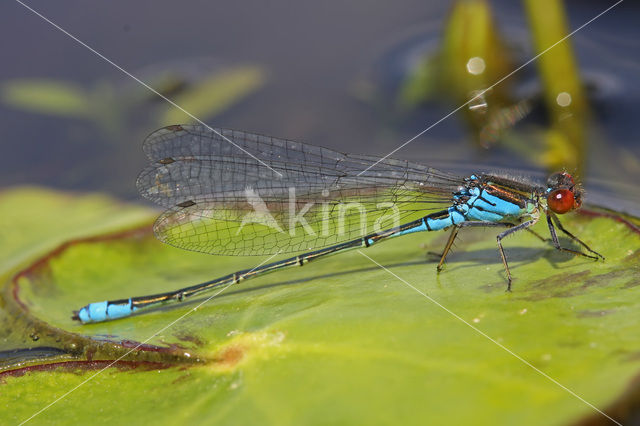 Kleine Roodoogjuffer (Erythromma viridulum)