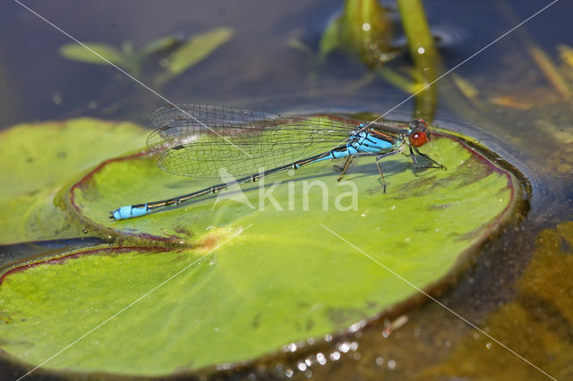 Kleine Roodoogjuffer (Erythromma viridulum)