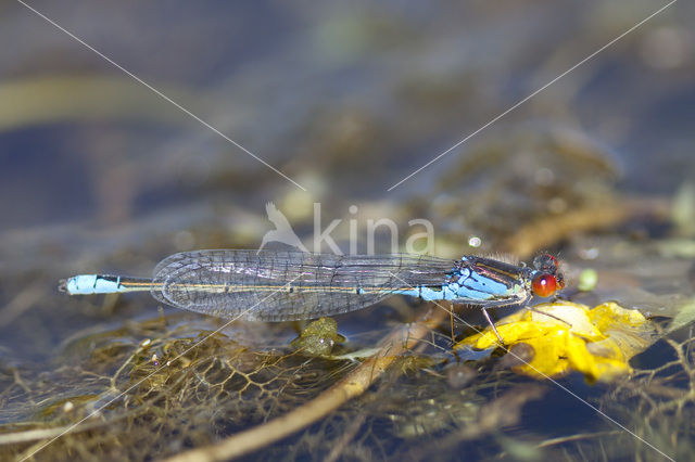 Kleine Roodoogjuffer (Erythromma viridulum)