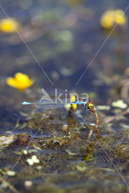 Kleine Roodoogjuffer (Erythromma viridulum)