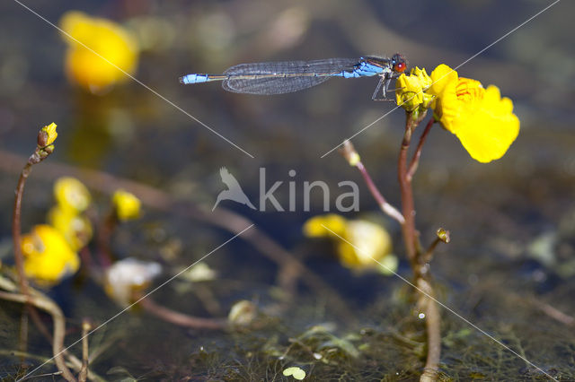 Kleine Roodoogjuffer (Erythromma viridulum)