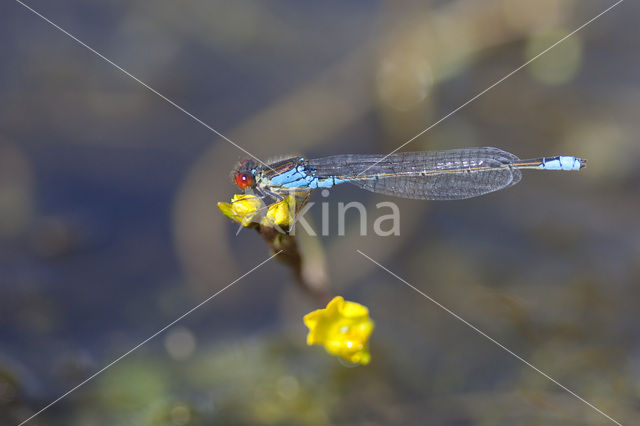 Kleine Roodoogjuffer (Erythromma viridulum)