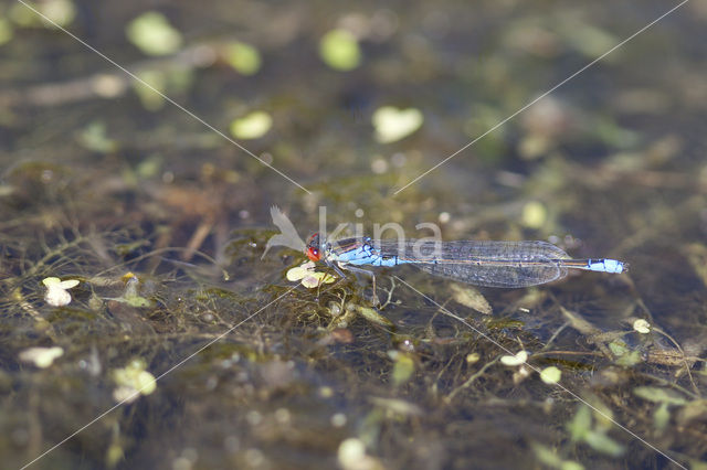 Kleine Roodoogjuffer (Erythromma viridulum)