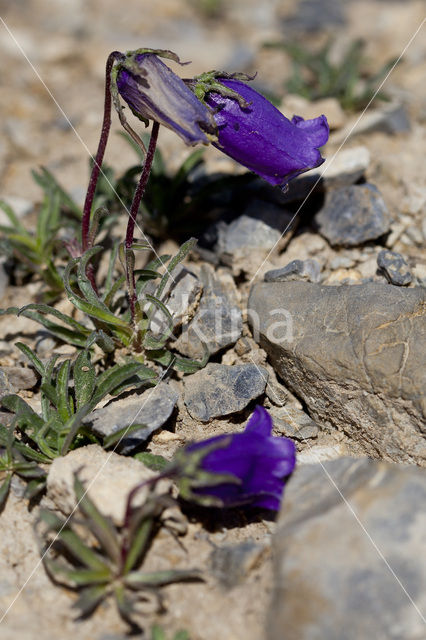 Klokje (Campanula alpestris)