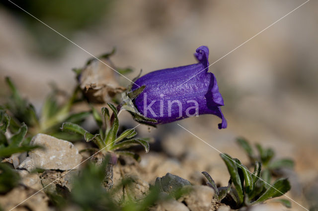 Klokje (Campanula alpestris)