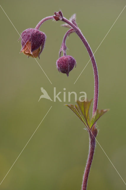 Knikkend nagelkruid (Geum rivale)