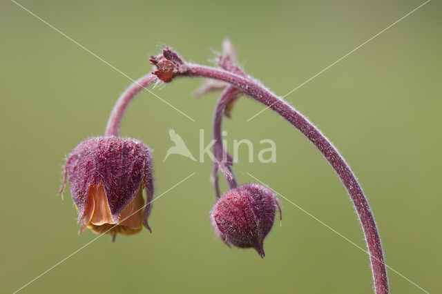 Knikkend nagelkruid (Geum rivale)