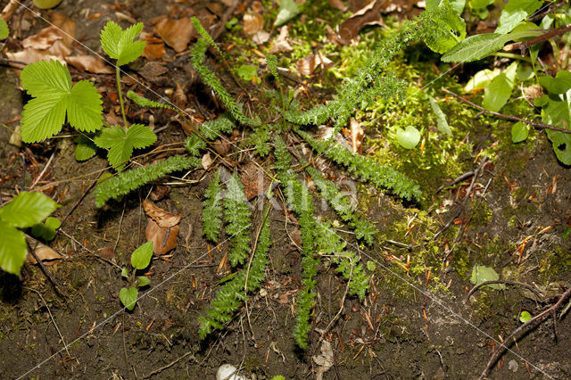 Knolspirea (Filipendula vulgaris)