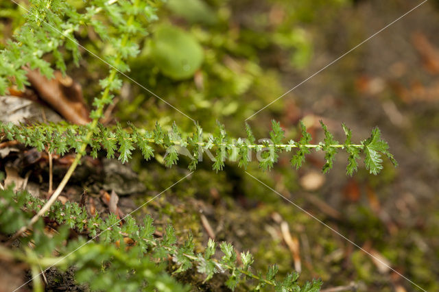 Knolspirea (Filipendula vulgaris)