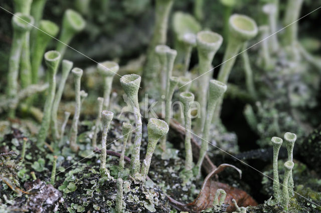 Kopjes-bekermos (Cladonia fimbriata)