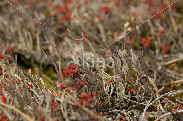 Kronkelheidestaartje (Cladonia subulata)