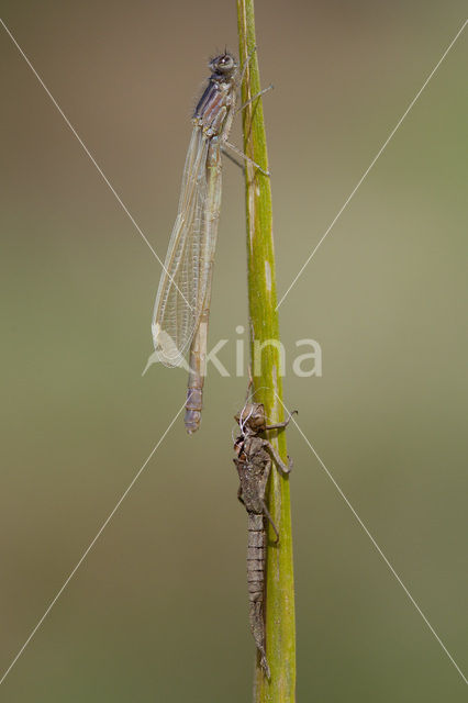 Lantaarntje (Ischnura elegans)