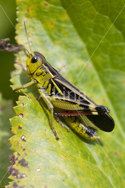 Large Banded Grasshopper (Arcyptera fusca)