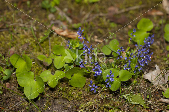 Leverbloempje (Hepatica nobilis)