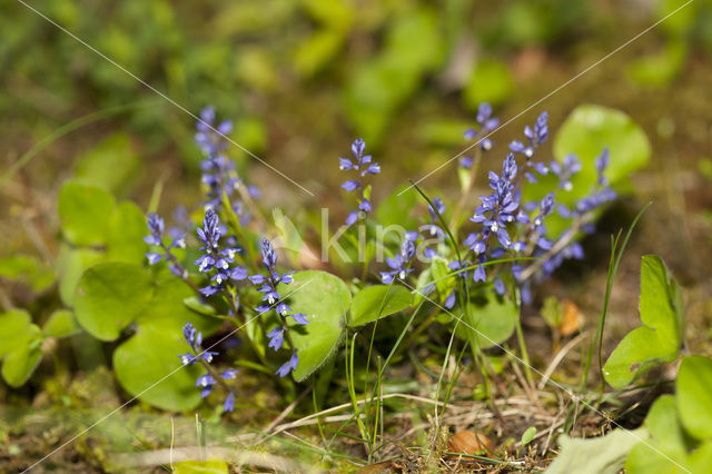 Leverbloempje (Hepatica nobilis)