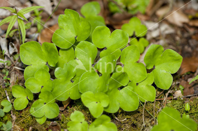 Leverbloempje (Hepatica nobilis)