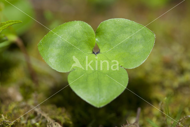 Leverbloempje (Hepatica nobilis)