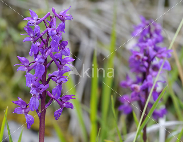 Mannetjesorchis (Orchis mascula)