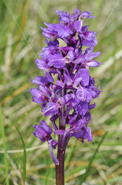 Early-purple Orchid (Orchis mascula)