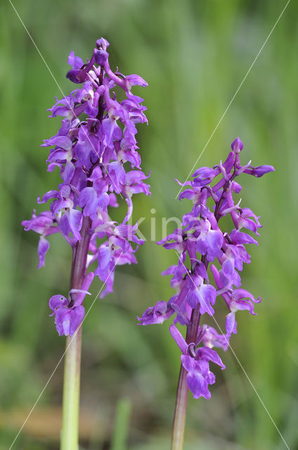 Early-purple Orchid (Orchis mascula)