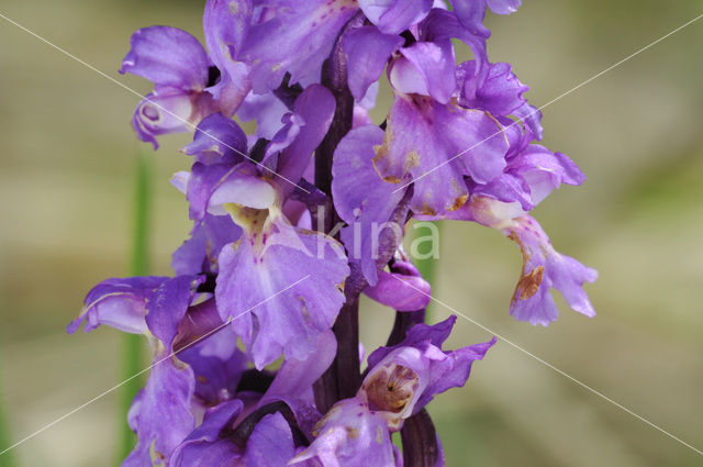 Early-purple Orchid (Orchis mascula)