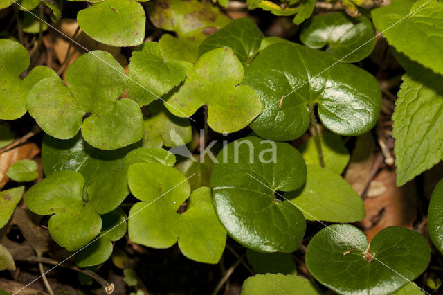 Mansoor (Asarum europaeum)