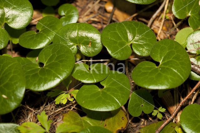 Mansoor (Asarum europaeum)