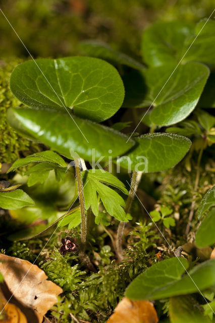 Mansoor (Asarum europaeum)