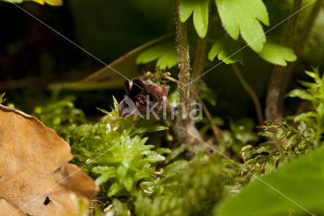 Mansoor (Asarum europaeum)