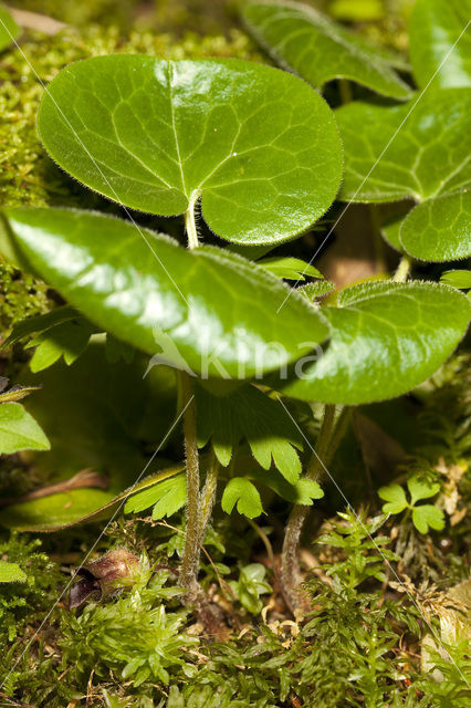 Mansoor (Asarum europaeum)