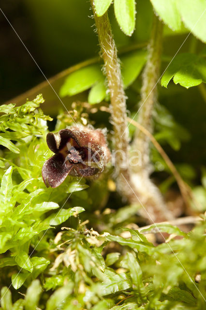 Mansoor (Asarum europaeum)