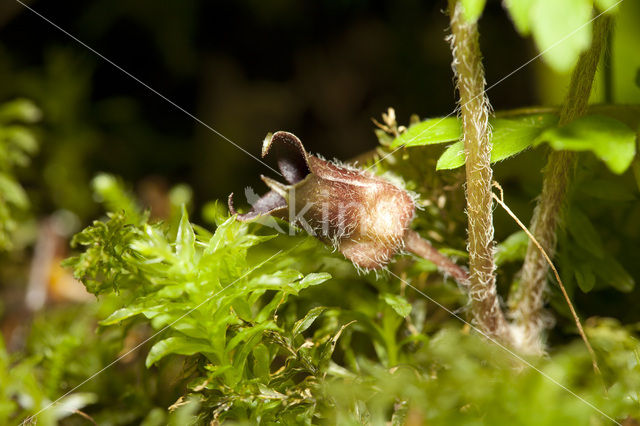 Mansoor (Asarum europaeum)