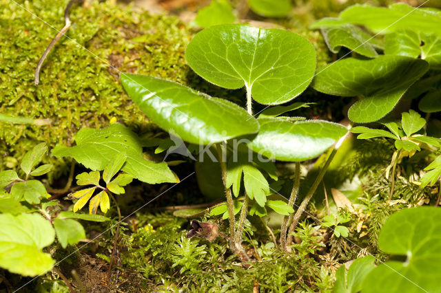 Mansoor (Asarum europaeum)