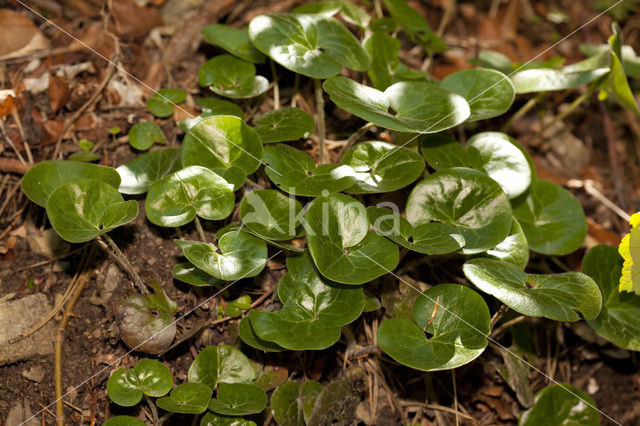 Mansoor (Asarum europaeum)