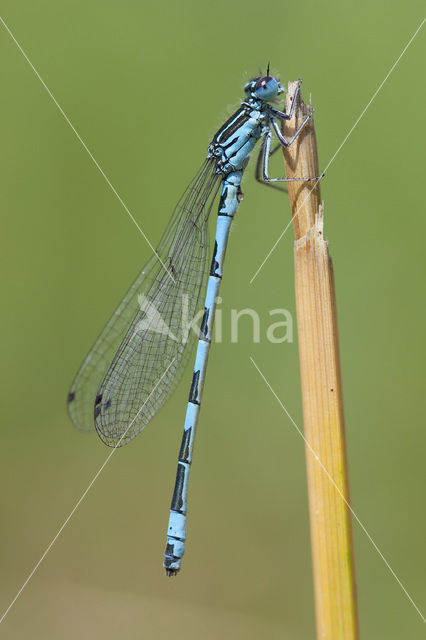 Mercuurwaterjuffer (Coenagrion mercuriale)