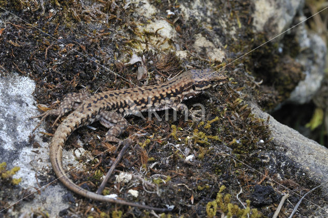 Muurhagedis (Podarcis muralis)