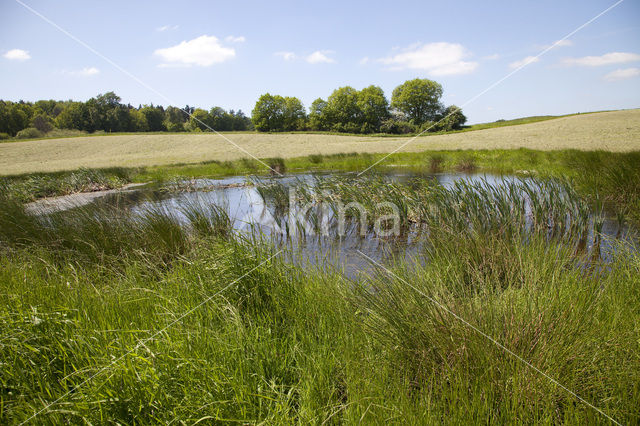 Naturpark Feldberger Seenlandschaft